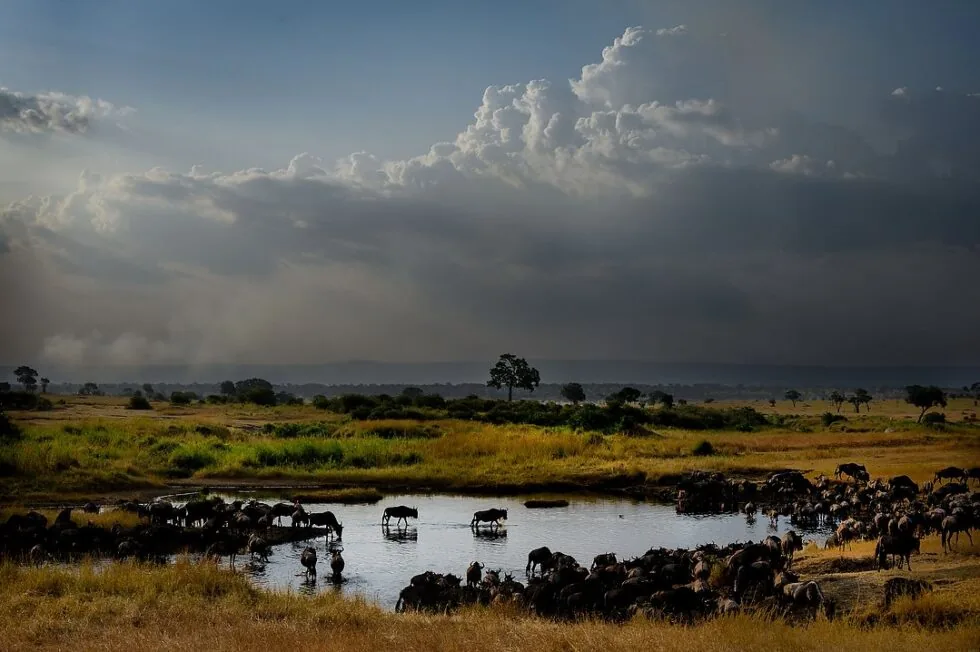 Serengeti plains
